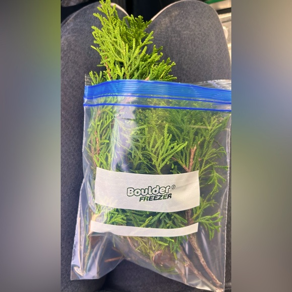 6 Fresh Cypress Branches Wreaths | Garlands | Holiday Decor | Smudges | Wedding - Picture 2 of 3